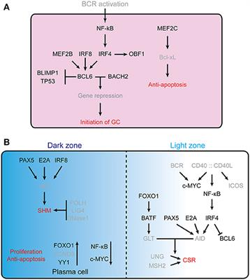 The Transcriptional Regulation of Germinal Center Formation